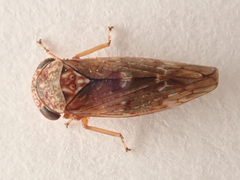 Acericerus vittifrons