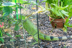 Iguana iguana