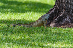 Iguana iguana