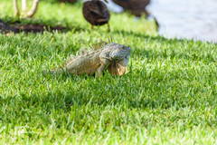 Iguana iguana