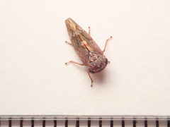 Acericerus vittifrons