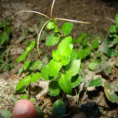 Epilobium pedunculare