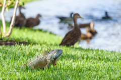 Iguana iguana