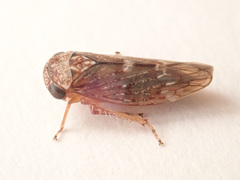 Acericerus vittifrons