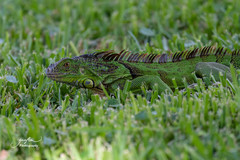 Iguana iguana