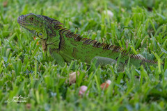 Iguana iguana