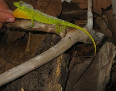 Anolis transversalis