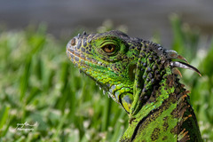 Iguana iguana