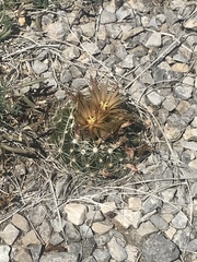 Escobaria missouriensis