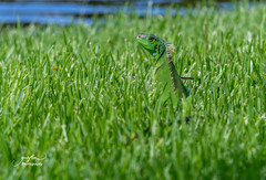 Iguana iguana