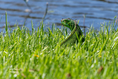Iguana iguana