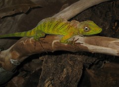 Anolis transversalis