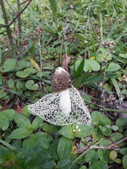 Phallus indusiatus