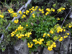Calceolaria integrifolia