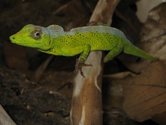 Anolis transversalis