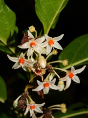 Solanum leucocarpon