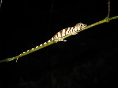 Anolis transversalis