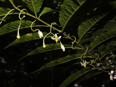 Solanum morii