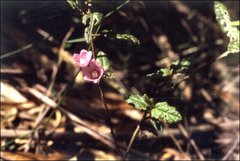 Howittia trilocularis