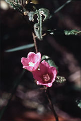 Howittia trilocularis