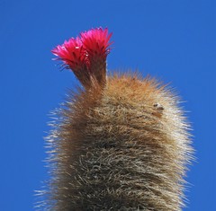 Trichocereus tarijensis