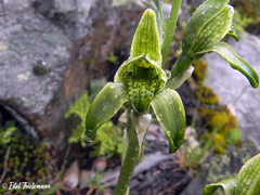 Chloraea viridiflora
