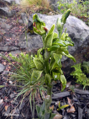 Chloraea viridiflora