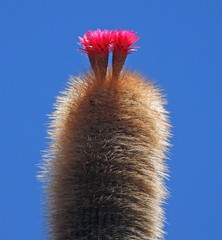 Trichocereus tarijensis