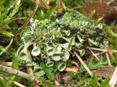Cladonia pocillum
