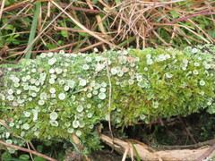 Cladonia pocillum