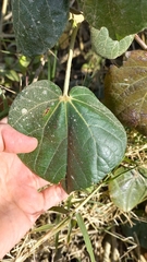 Hibiscus tiliaceus pernambucensis