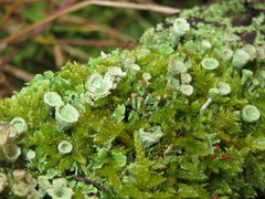 Cladonia pocillum