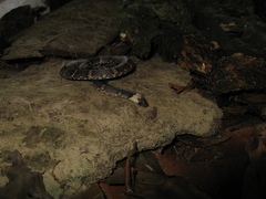 Atractus snethlageae