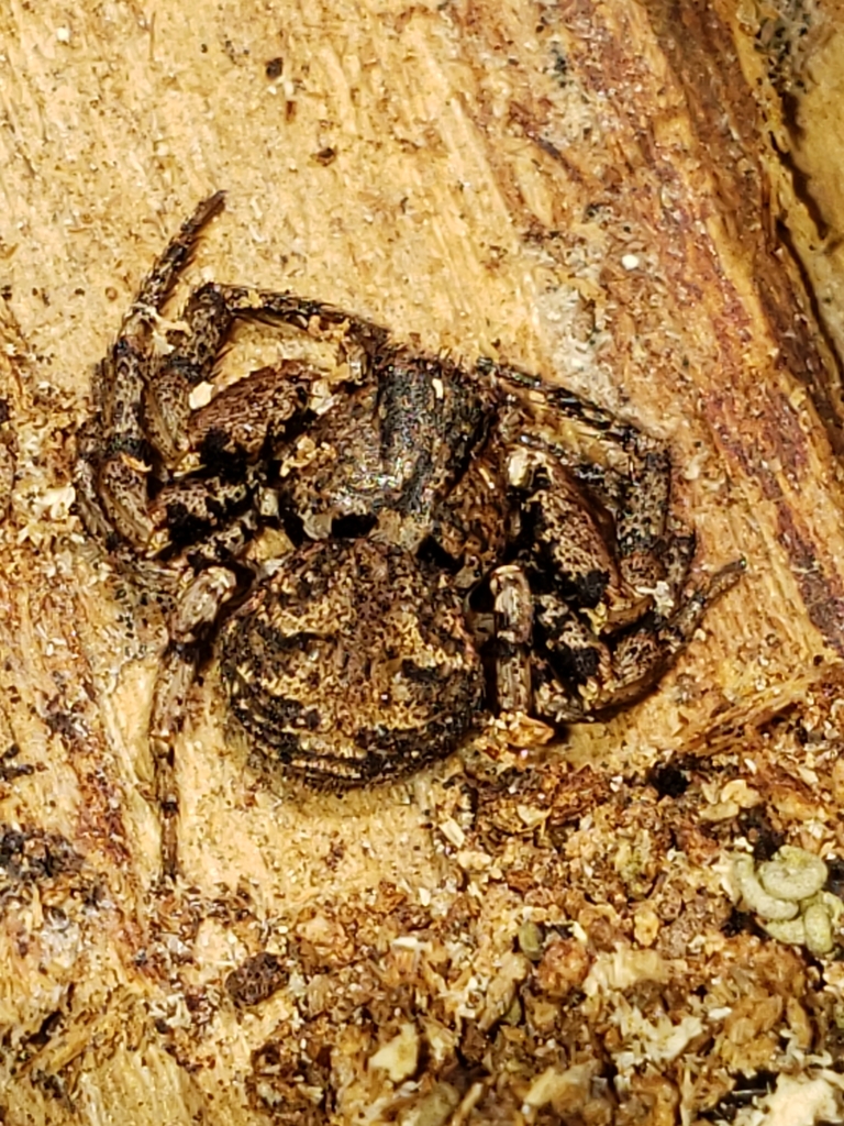 Multicolored Bark Crab Spider