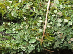 Cladonia pocillum