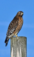 Buteo lineatus lineatus
