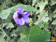 Corynabutilon