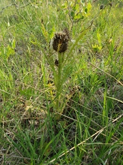 Cirsium drummondii