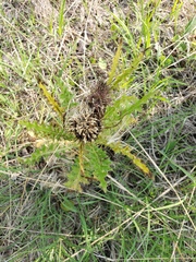 Cirsium drummondii