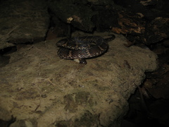 Atractus snethlageae