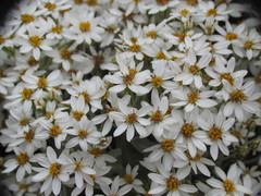 Olearia moschata