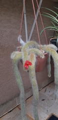 Cleistocactus colademononis