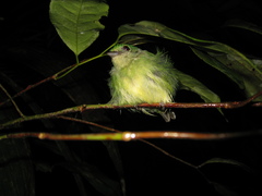 Lepidothrix coronata