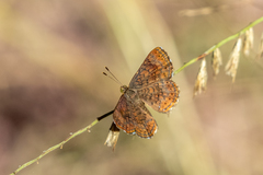 Calephelis arizonensis