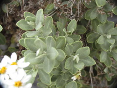Olearia moschata
