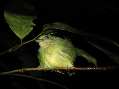 Lepidothrix coronata