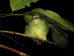 Lepidothrix coronata