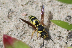 Euodynerus dantici