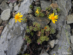 Haplopappus anthylloides