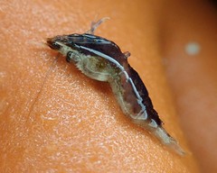 Eualus pusiolus